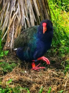 Photo of a rare Takahe. He's dark blue and green with bright orange feet!