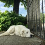 A white lab laying on the ground