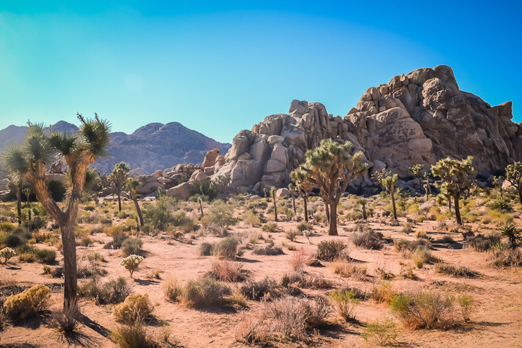 scrubby desert with Joshua trees