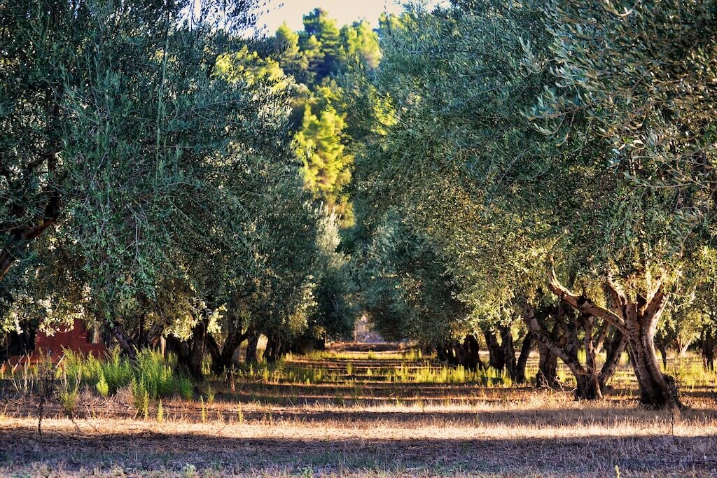 olive orchard