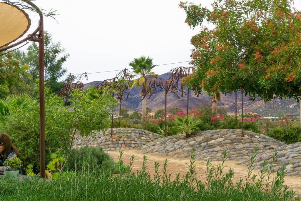 desert garden at Adobe Guadalupe winery