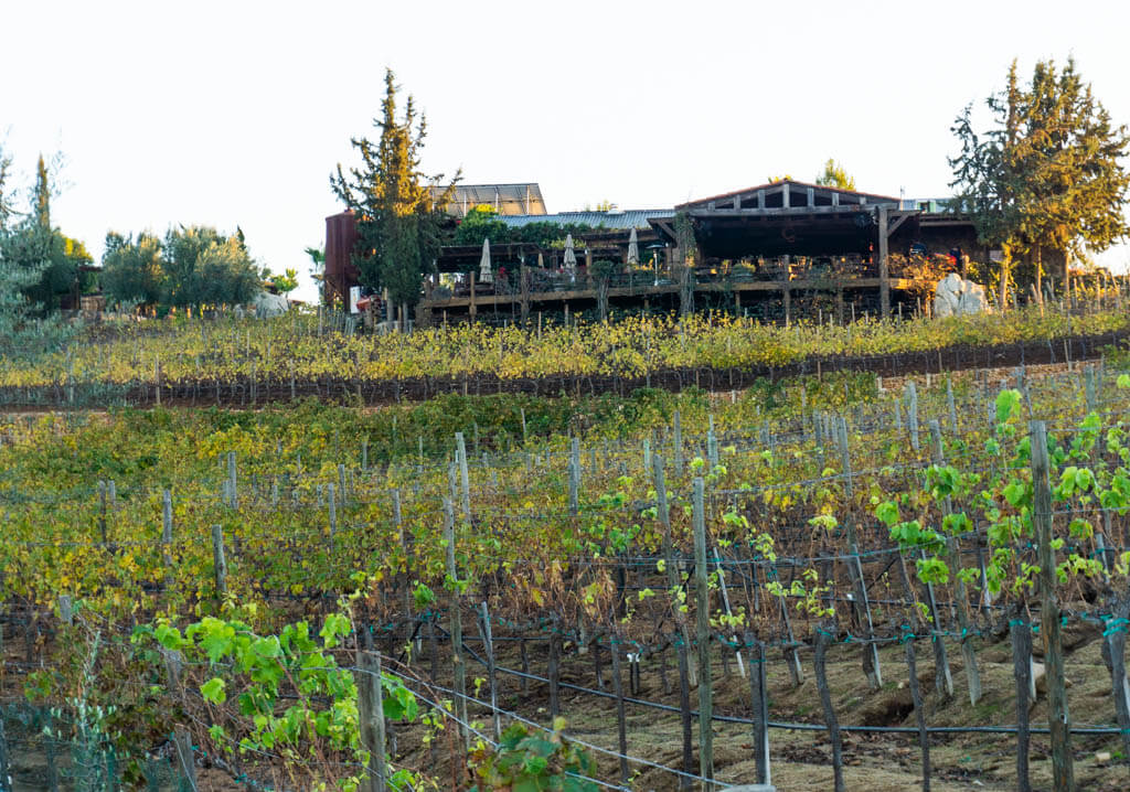 vineyards in valle de guadalupe