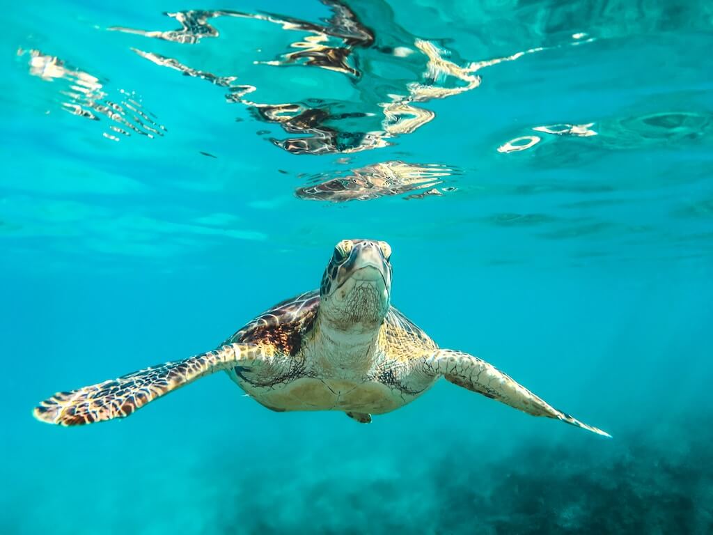 snorkeling-with-sea-turtles-tunnels-beach-kauai