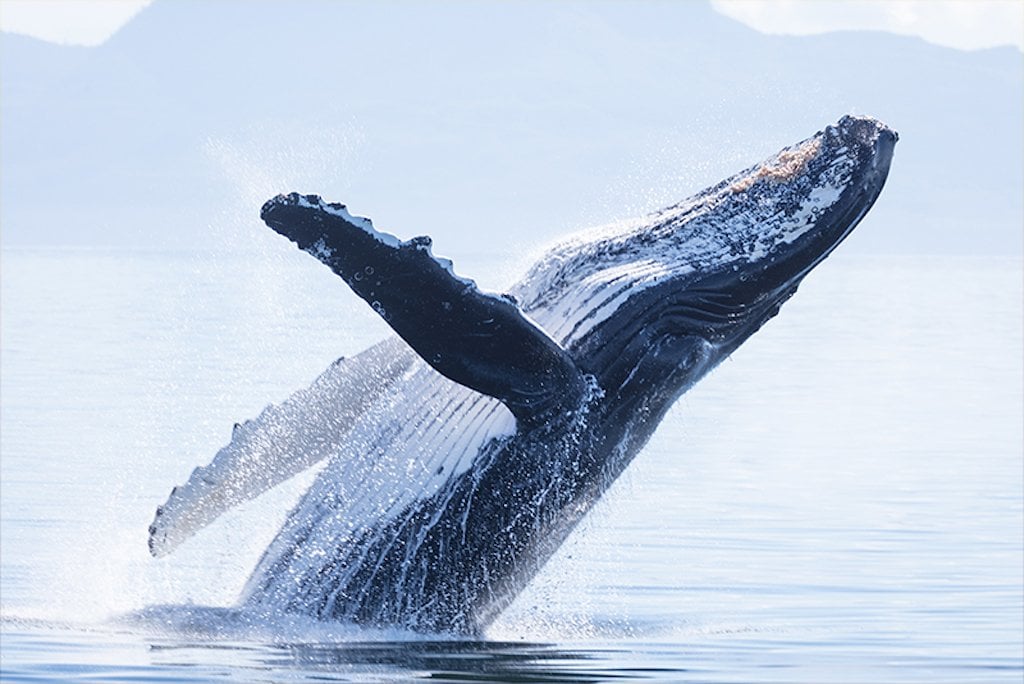 whale watching in winter in San Diego