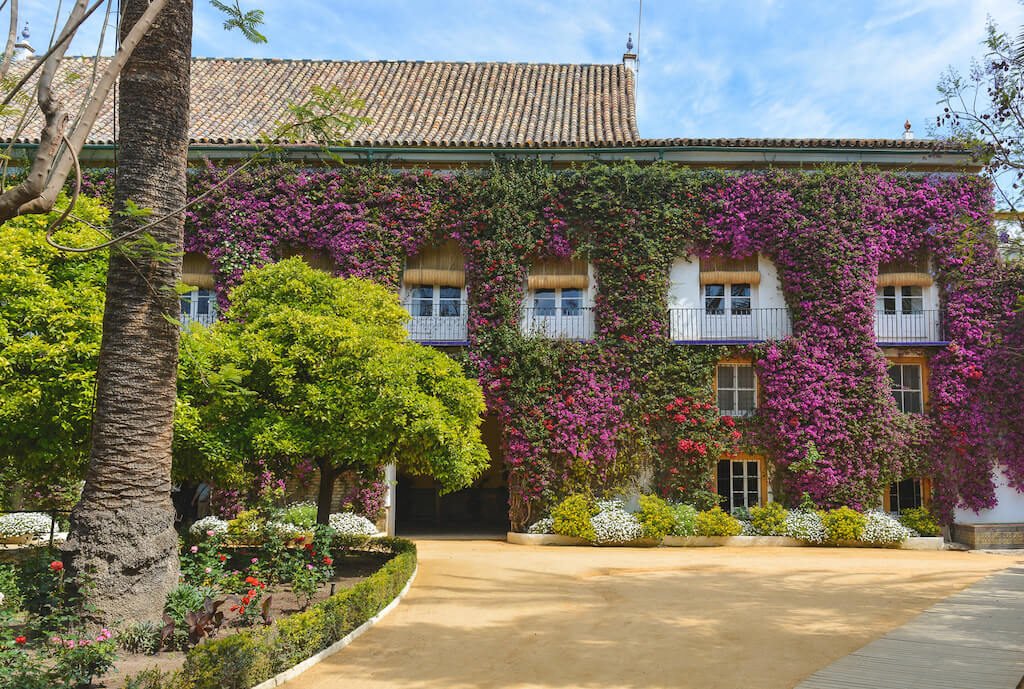 bouganvilla covered exterior of Palacio de las Duenas Sevill