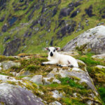 a baby lamb perched on rocks in an impossibly green landscape