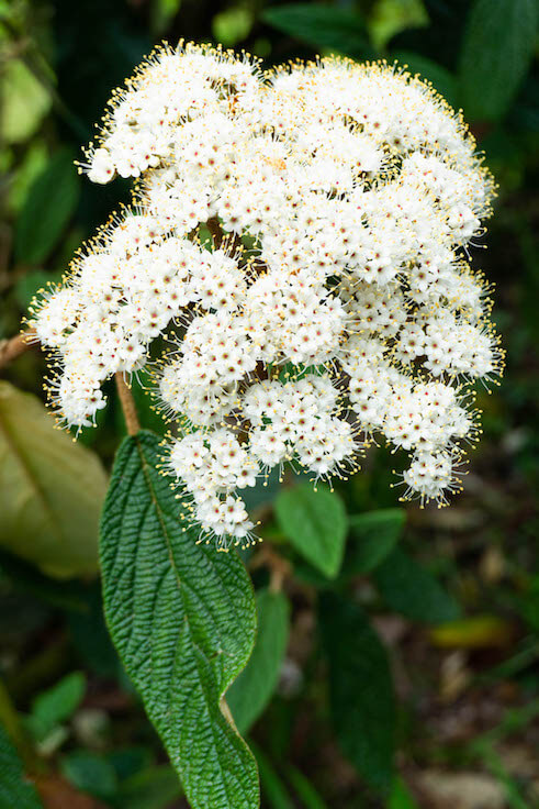 close-up shot of delicate white flowers