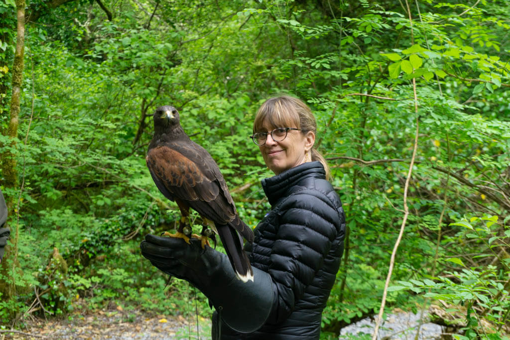 vrouw met een Harris Hawk