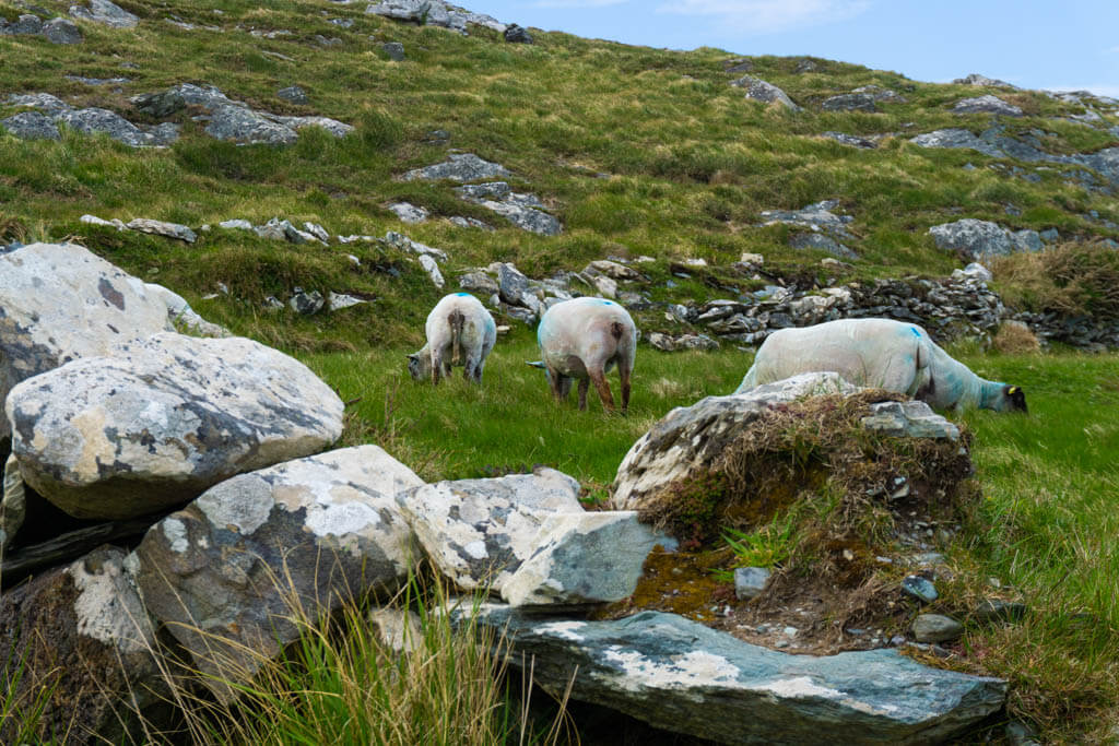 more sheep grazing