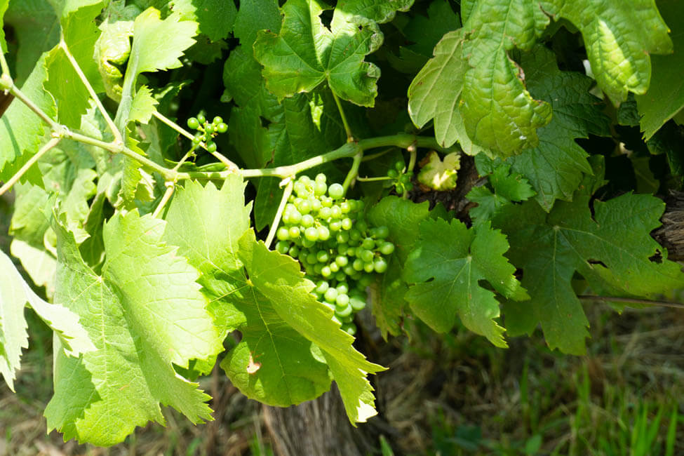 green grapes on a vine
