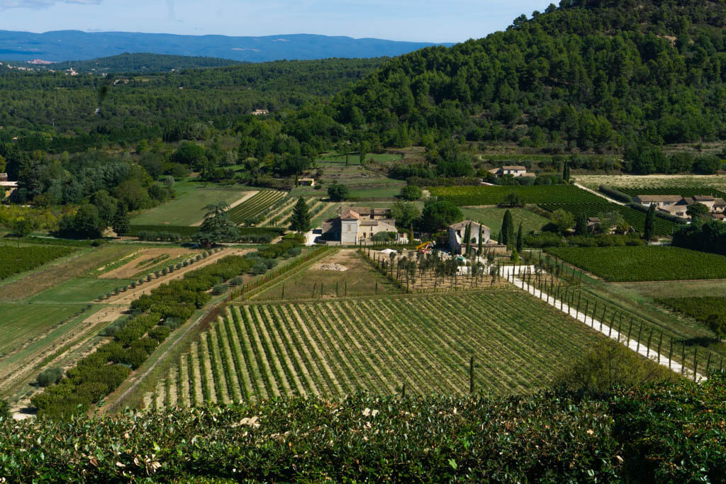 vineyards at Menerbes