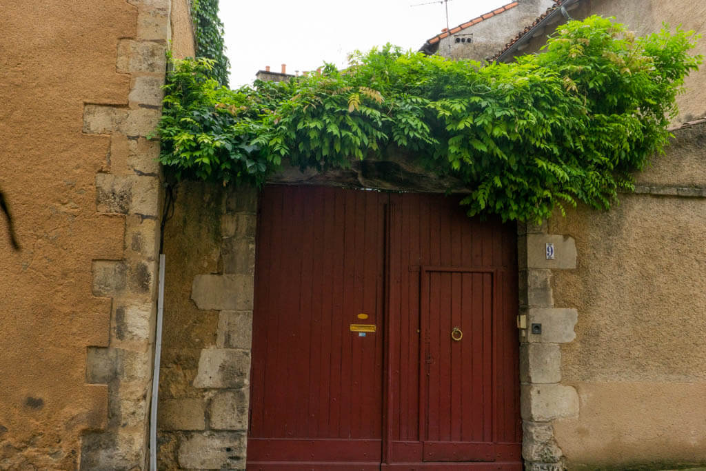 red door with a vine growing overhead