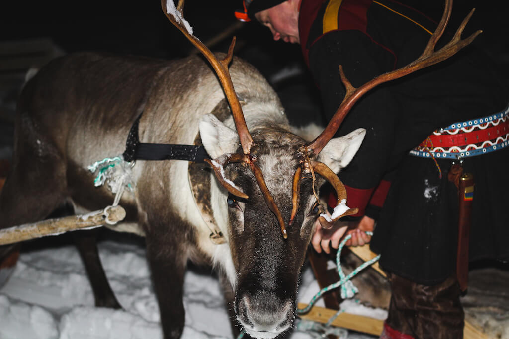 close-up of a reindeer face in Tromso Norway
