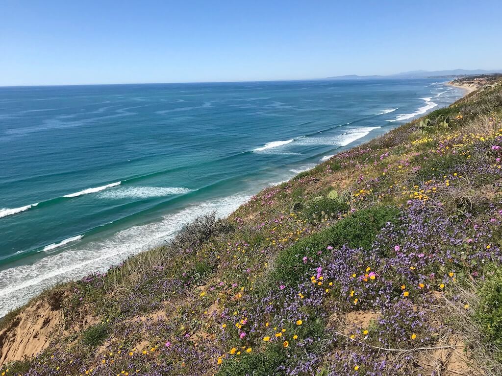 wildflower covered bank with turquoise ocean