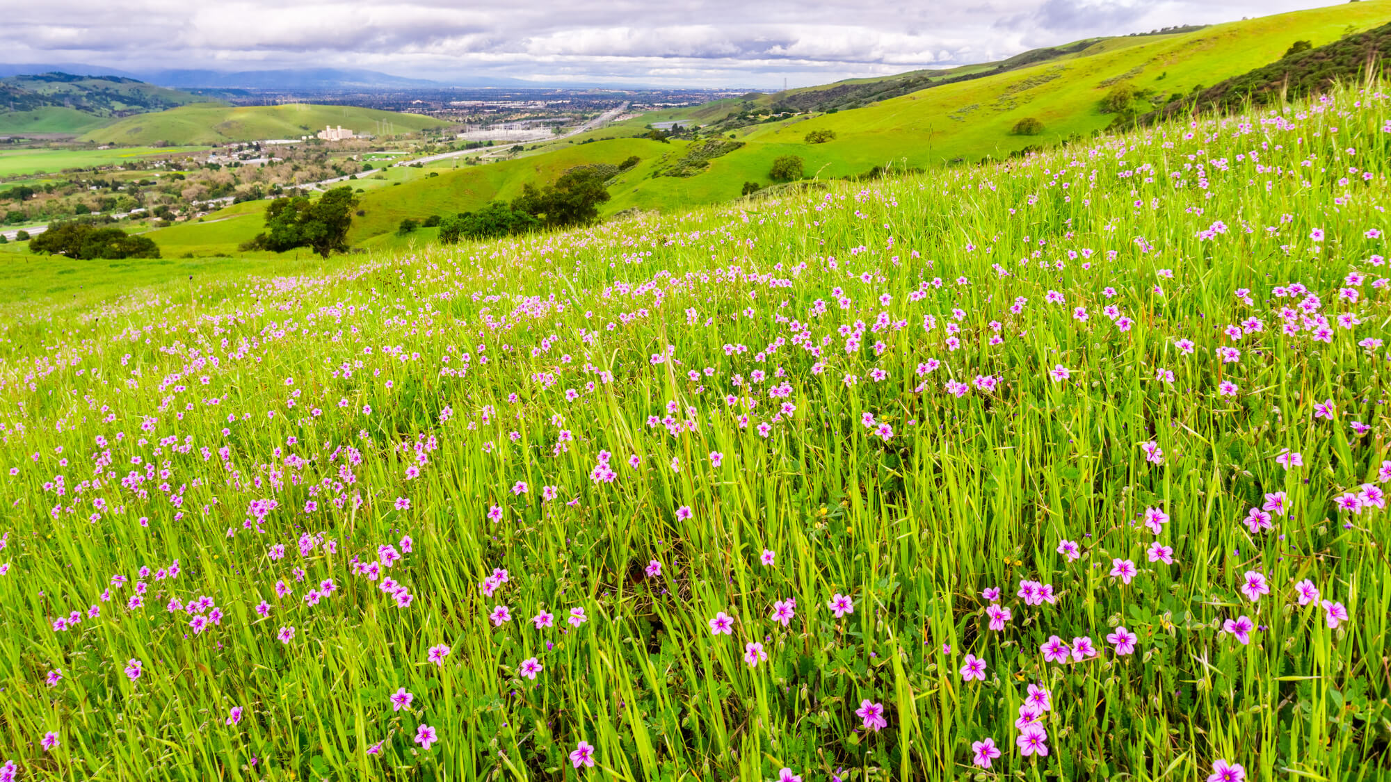 wildflower field