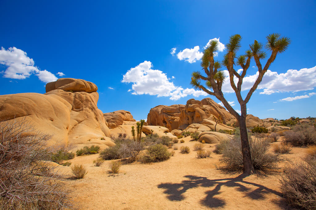 Joshua trees and big boulders