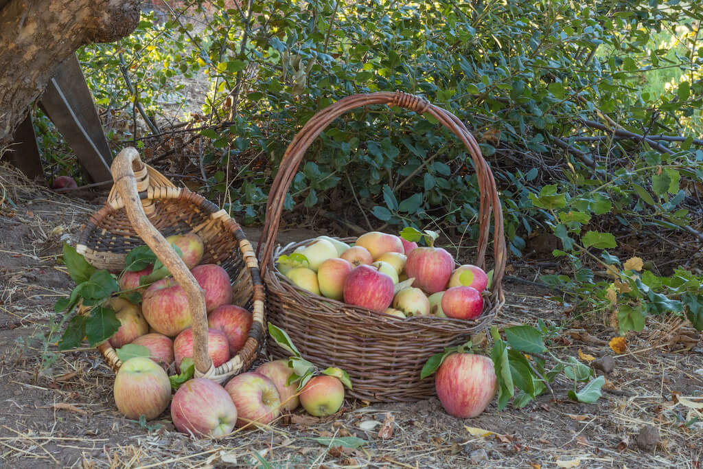 baskets of apples