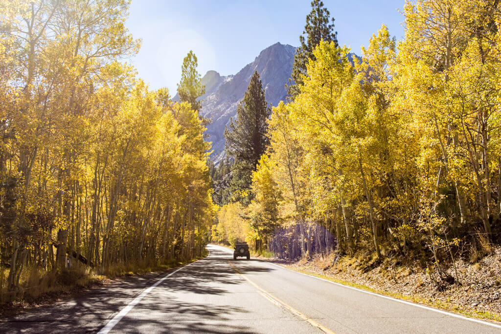 highway surrounded by yellow leafed trees in June Lake