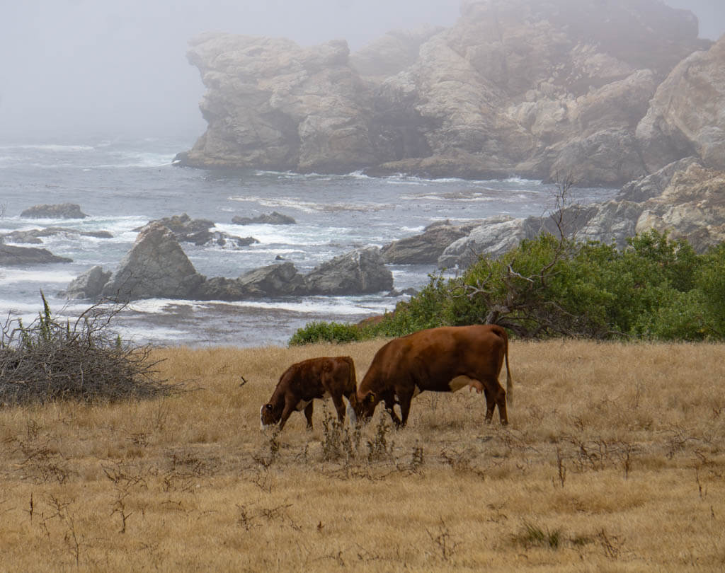 cows grazing with rocky Big Sur coastline behind