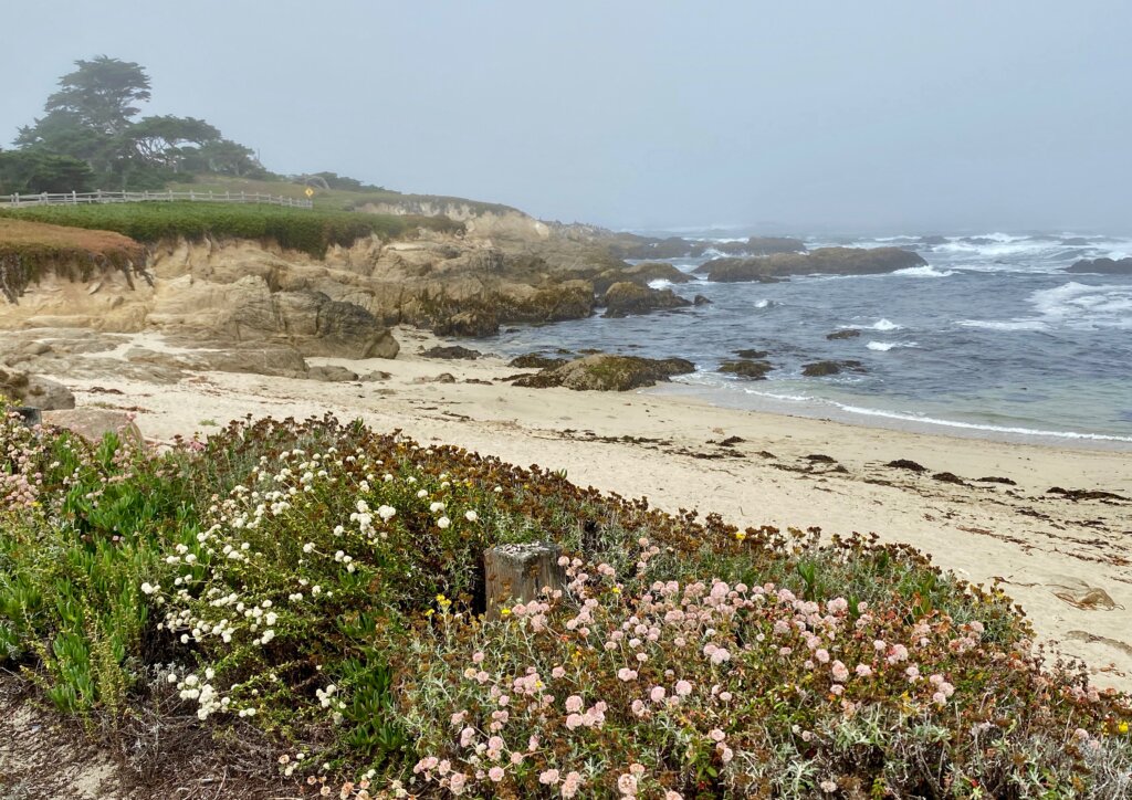 wildflowers and sand on Pebble Beach 17 mile drive