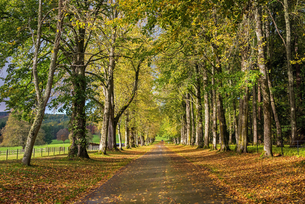trail through autumn woods at Blair Atholl
