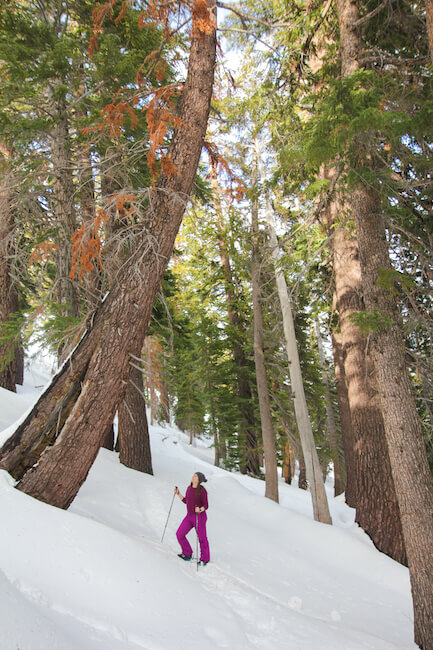 skiier in an alpine forest in Mammoth Lakes in January