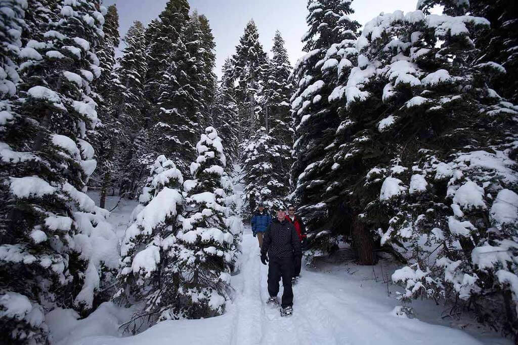 snowy pine wonderland of Lake Tahoe in January