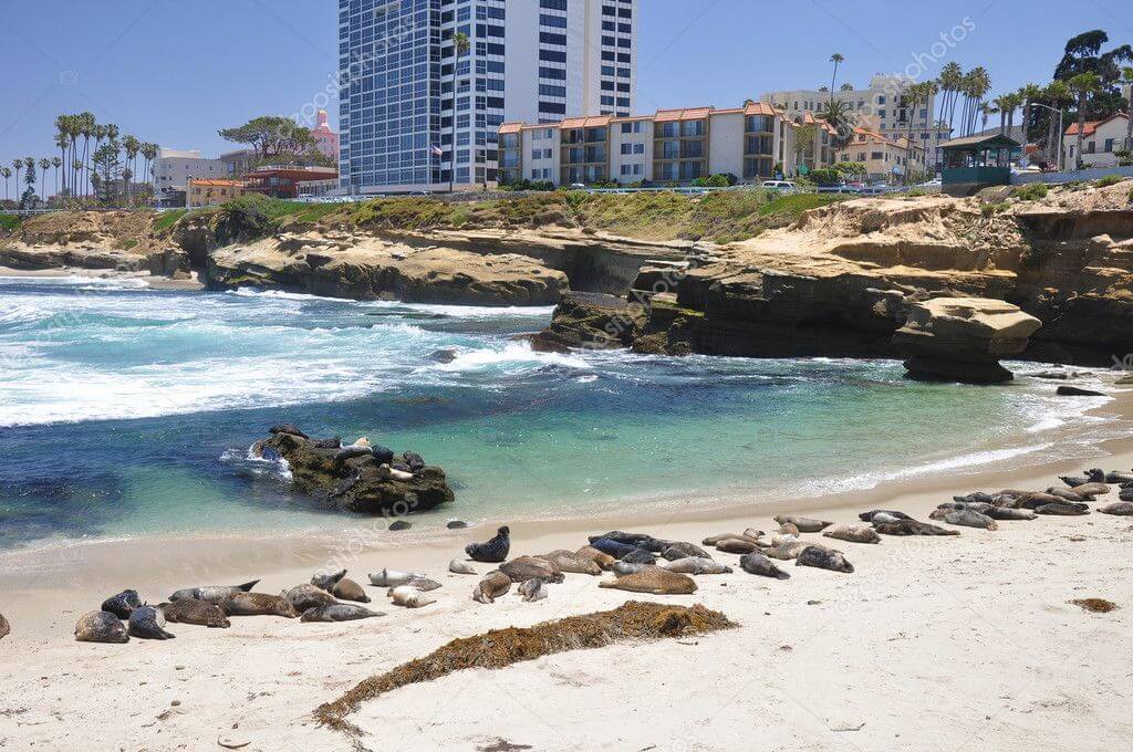 seals in La Jolla