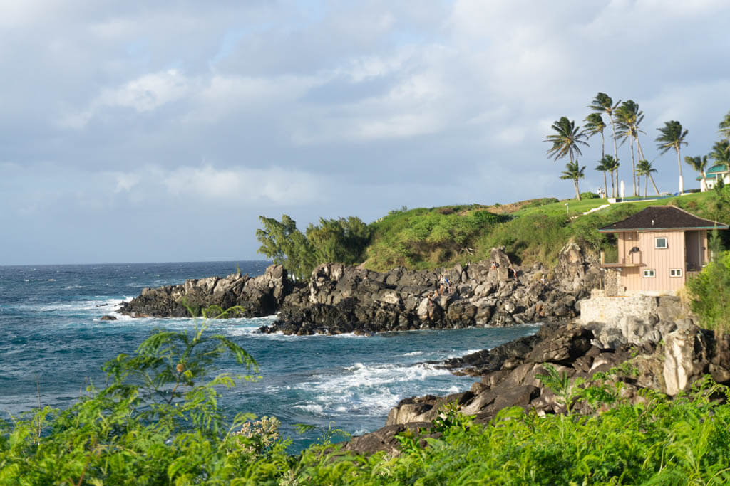 palm trees over beach