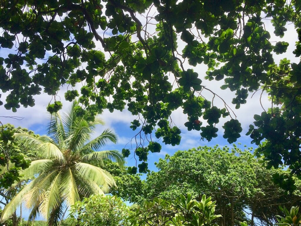 leafy trees and palm on Road to Hana