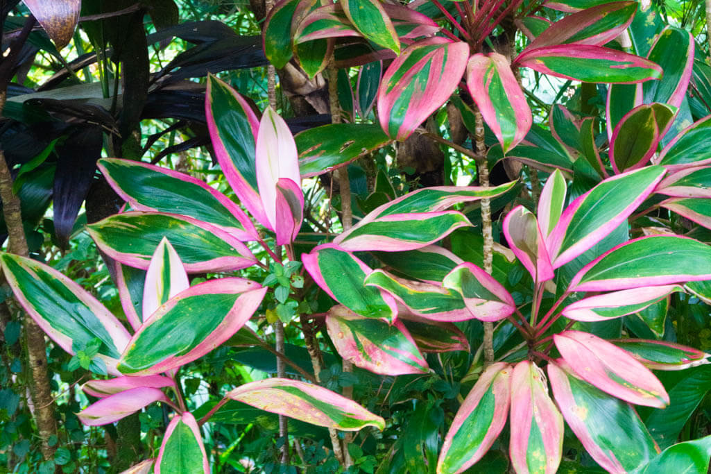 pink and green tropical plants on the Road to Hana