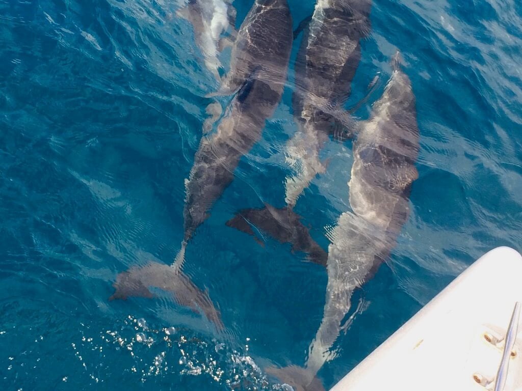 dolphins in the ocean