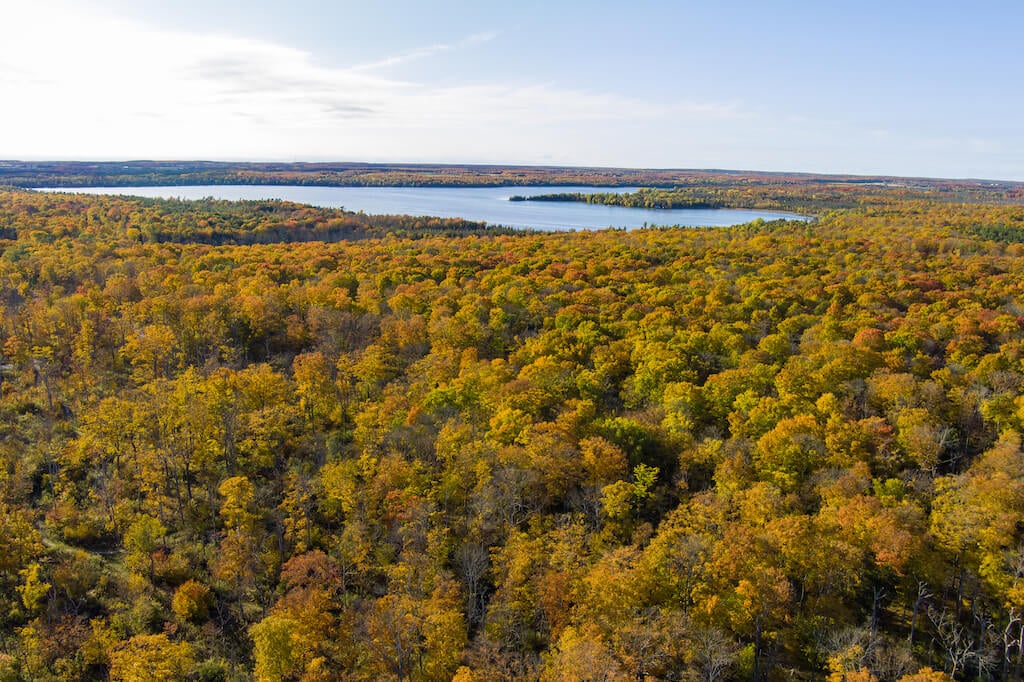 golden fall tree trops and lake inlet from above