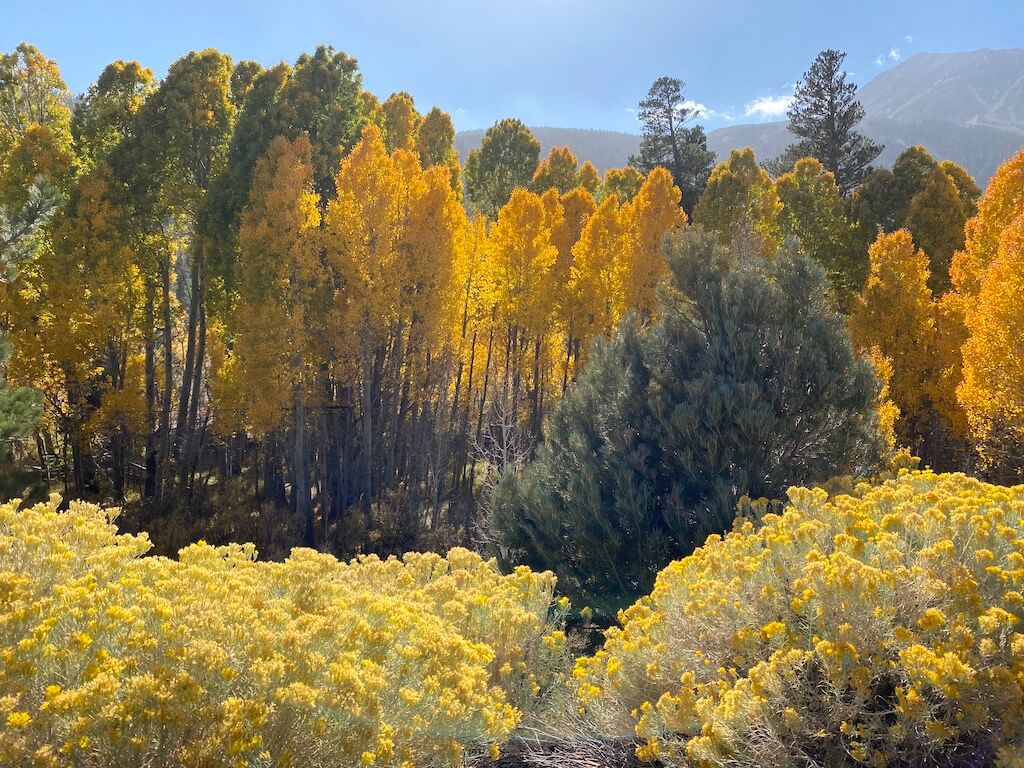Fall Colors in California 10 Spectacular Places to See Explore Now