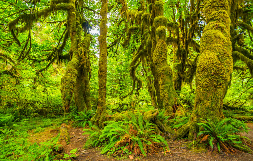 mossy green trees and ferns