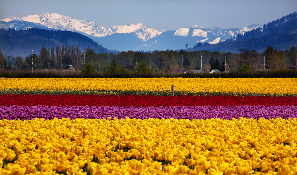 Yellow Red Purple Tulips Flowers Daffodils Snow Mountains Skagit Valley Farm Washington State Pacific Northwest