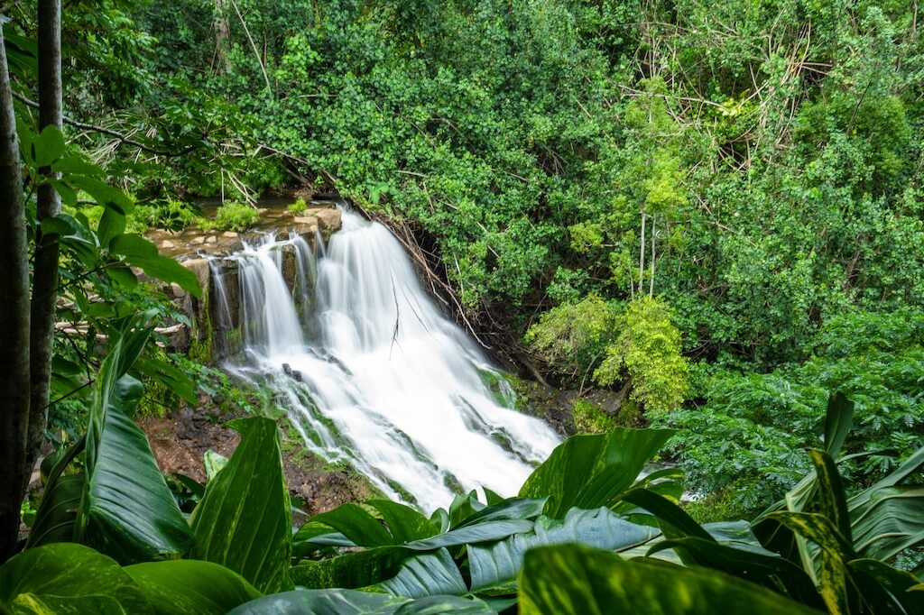A beautiful scenery of Hoopii Falls in a forest surrounded by greenery in Kauai, Hawaii