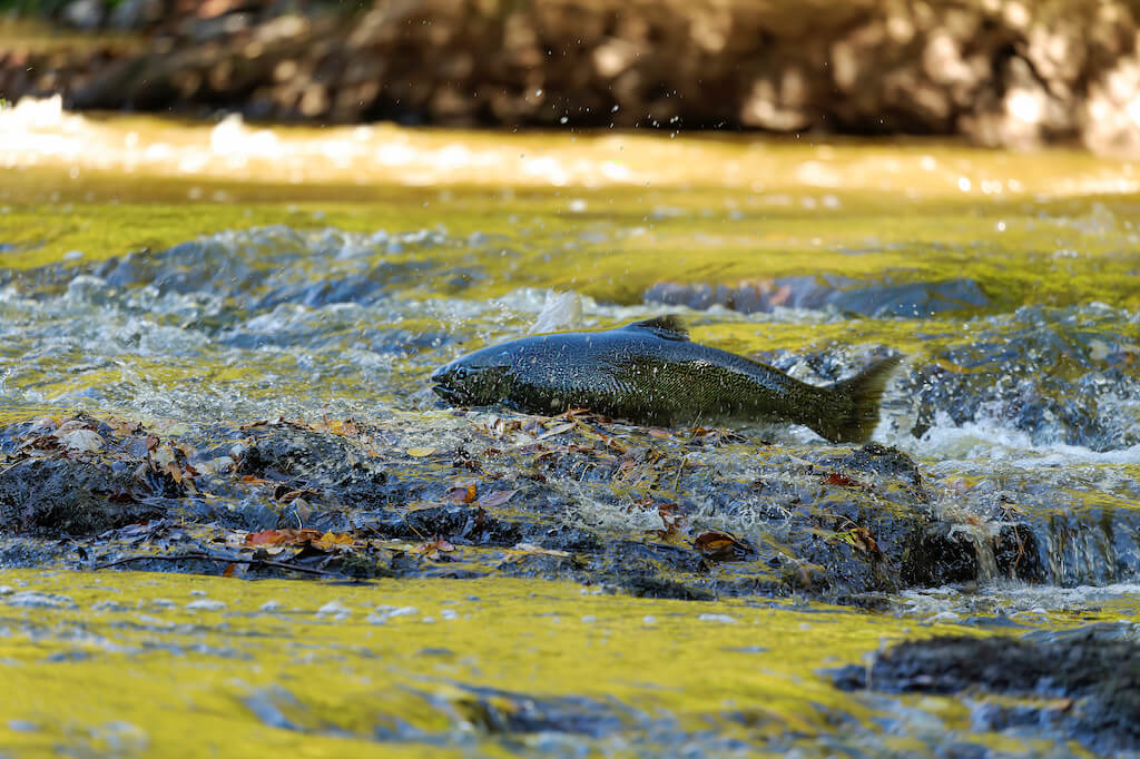 chinook salmon in a river