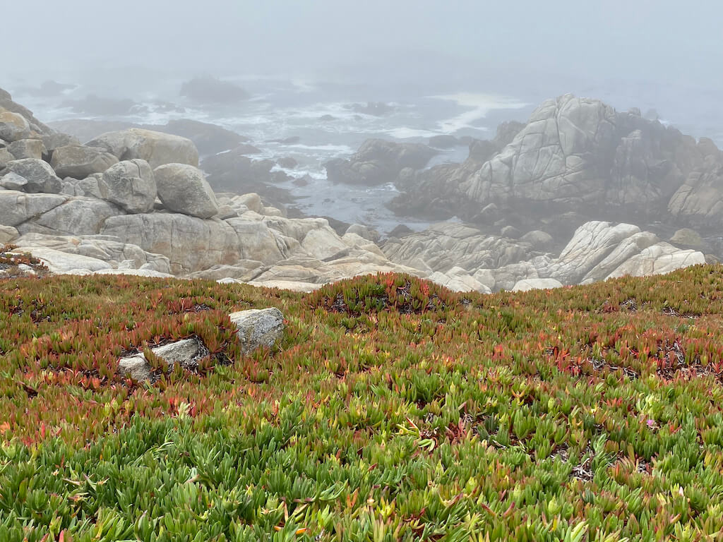 seaweed and misty rocky coastline of Monterey in December