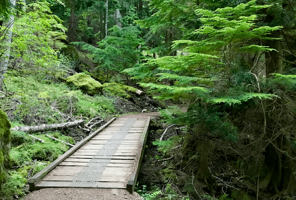 footpath bridge in beautiful forest