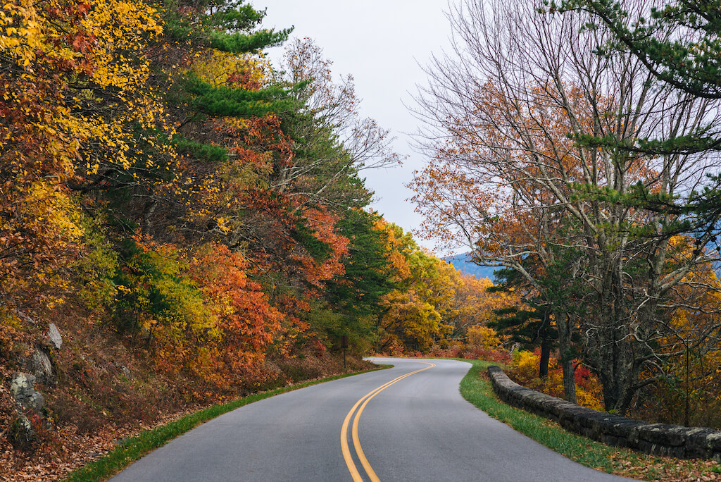 country road curving through brilliant fall colors