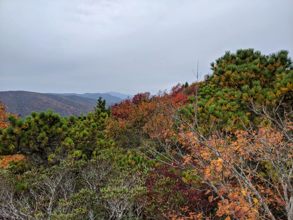 colorful trees on Hawksbill Mountain