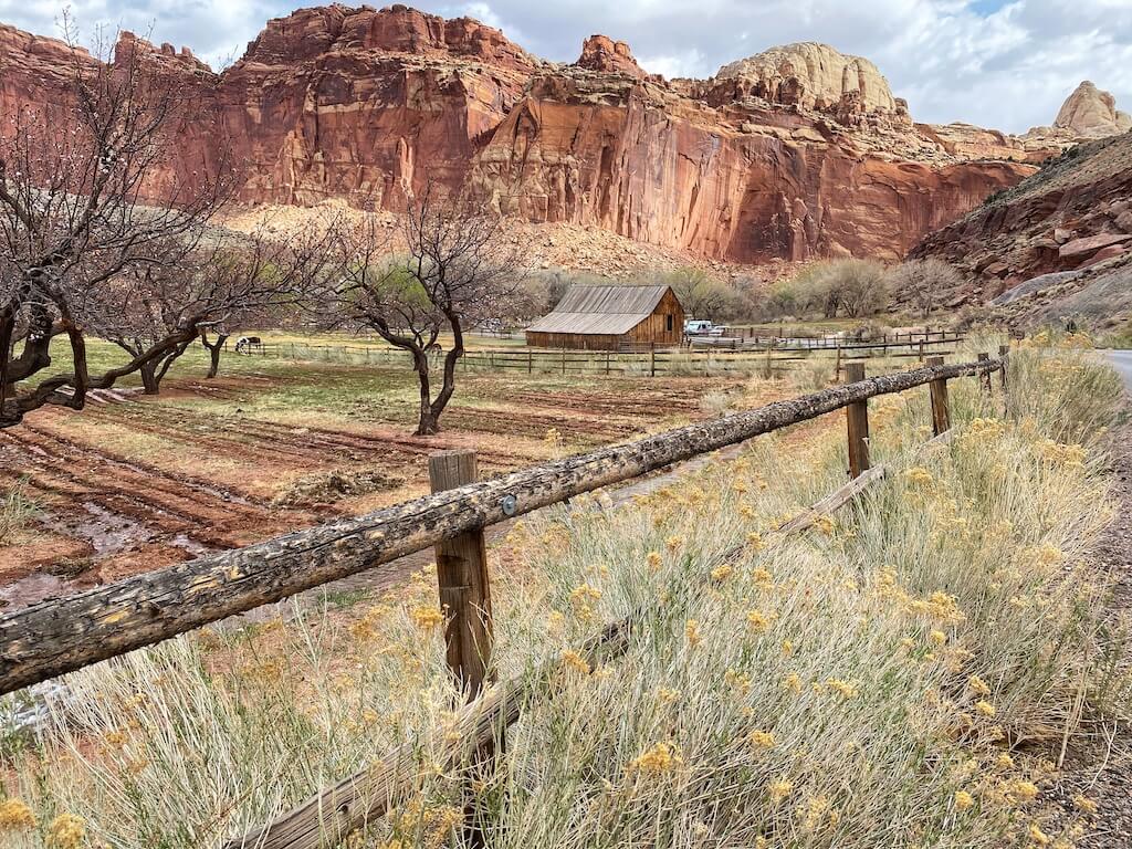 historic barn set in a field of wildflowers with orange granite canyon walls behind it