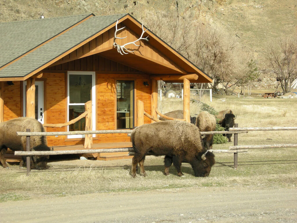 exterior of cabin with buffalo out front