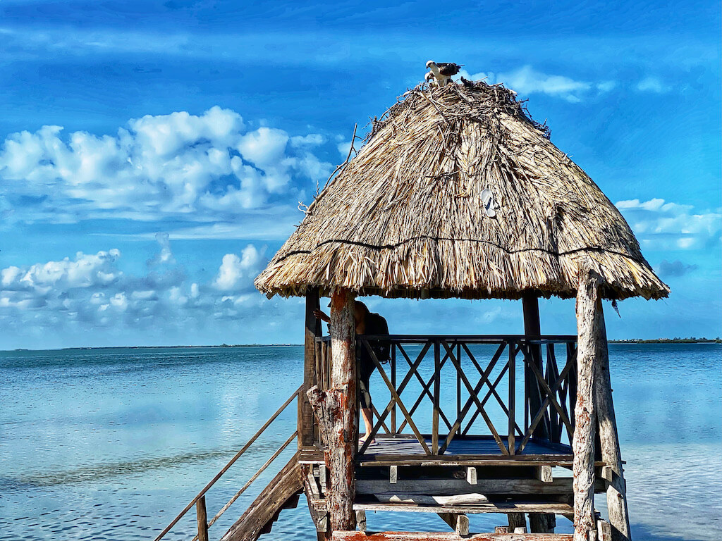 Palapa with a bird nesting on top with ocean views on Isla Holbox