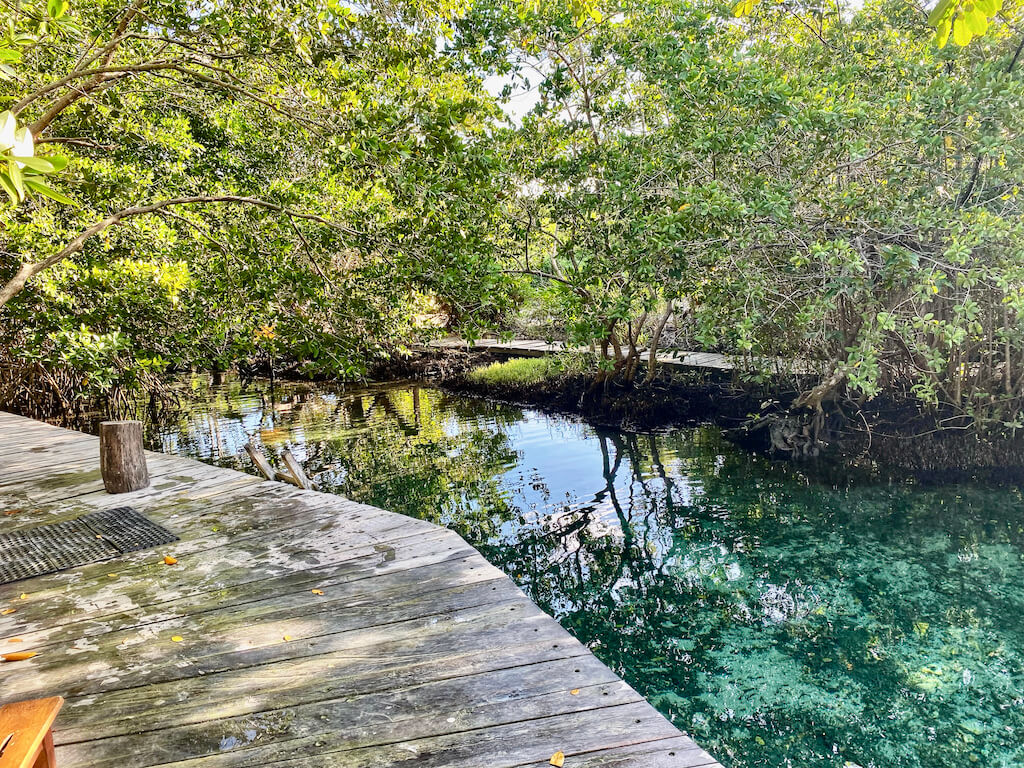 clear lagoon in mangroves