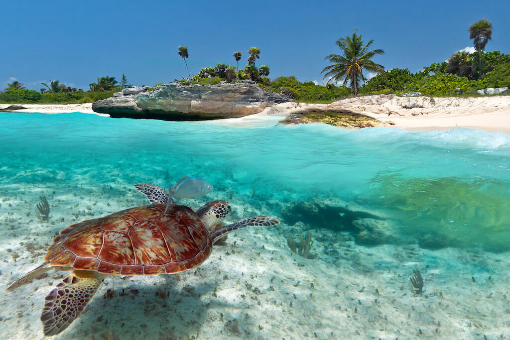 sea turtle swimming in clear water near a white sandy beach