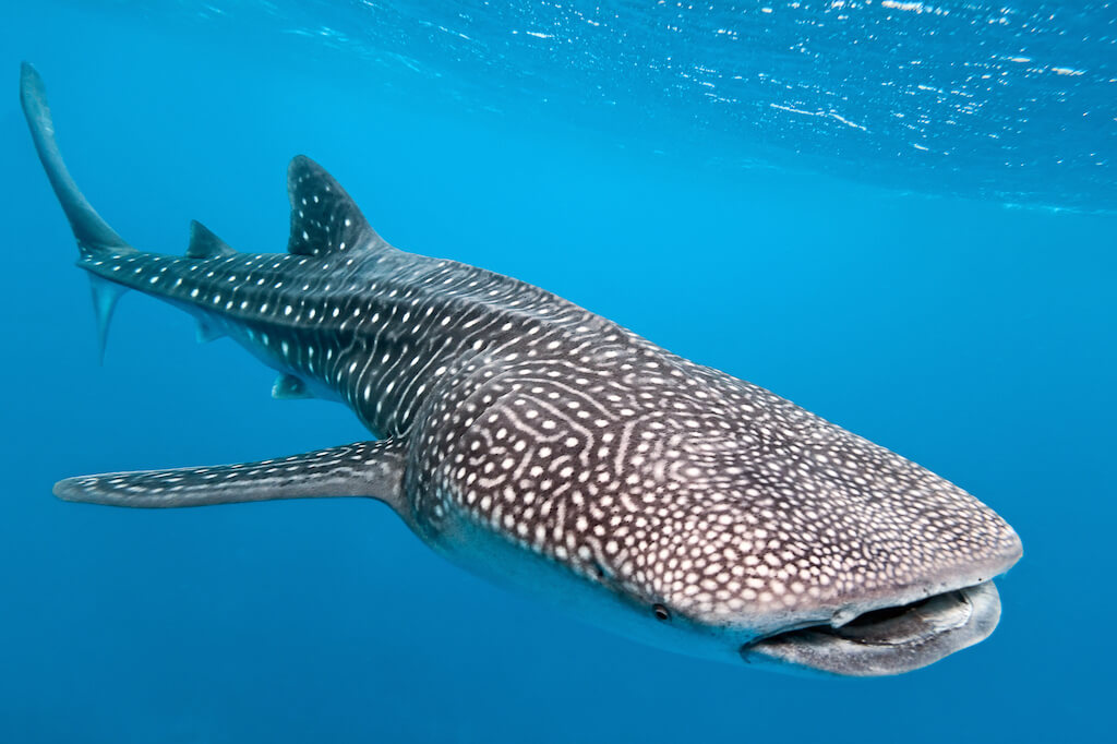 spotted whale shark
