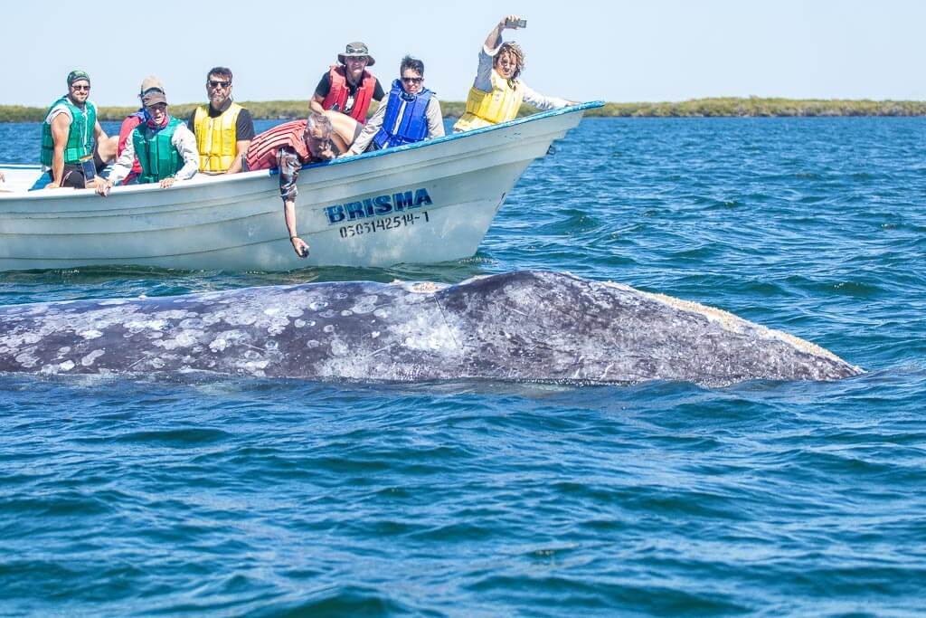 tourists on a small boat with a whale nearby
