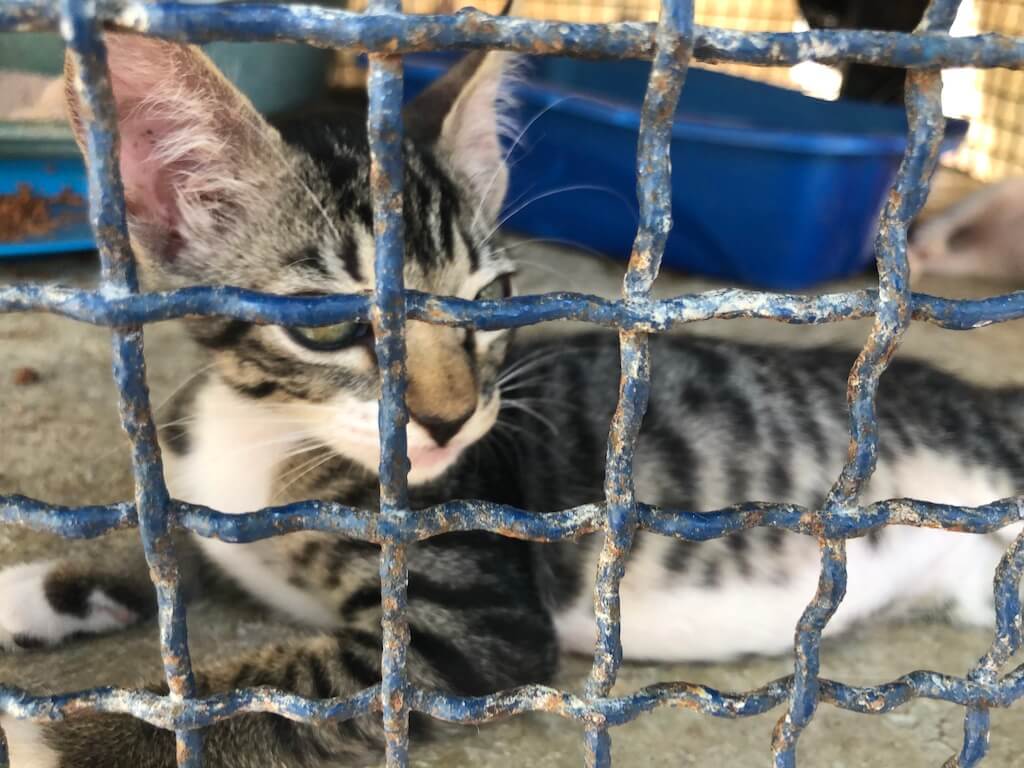 kitten in a caged enclosure